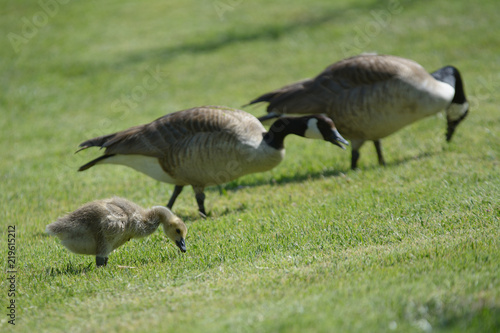 Geese and gosling walking and grazing in field