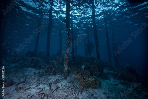 Tropical Jetty Underwater © Francesco