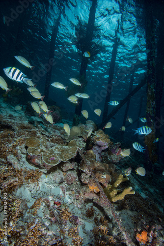 Tropical Jetty Underwater 