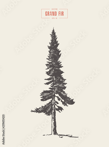 High detail vintage grand fir tree, drawn, vector