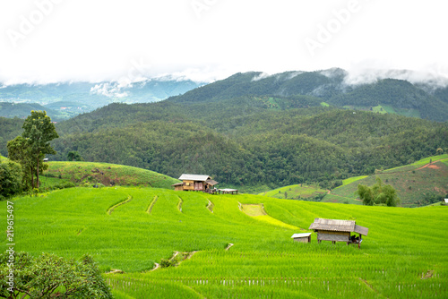 Rice fields and small huts