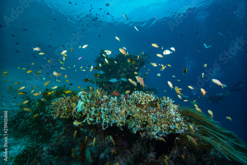Tropical Coral Reef Underwater Landscape Damselfish