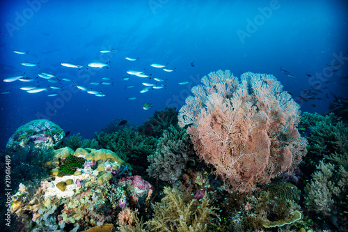 Tropical Underwater Coral Reef