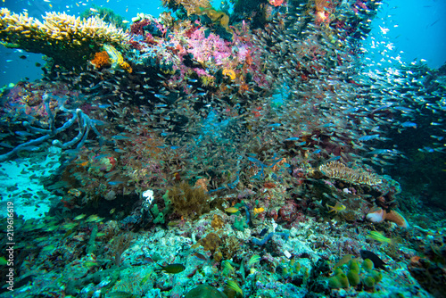 Fototapeta Naklejka Na Ścianę i Meble -  Tropical Coral Reef Underwater Landscape Glassfish