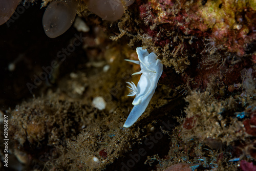 Glossodoris pallidaNudibranch photo