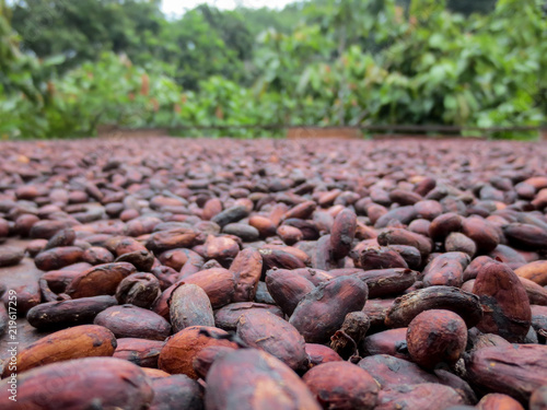 Cacao beans drying at a farm in Latin America