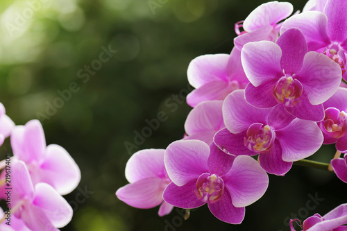 beautiful orchid flower blooming at rainy season © kuarmungadd