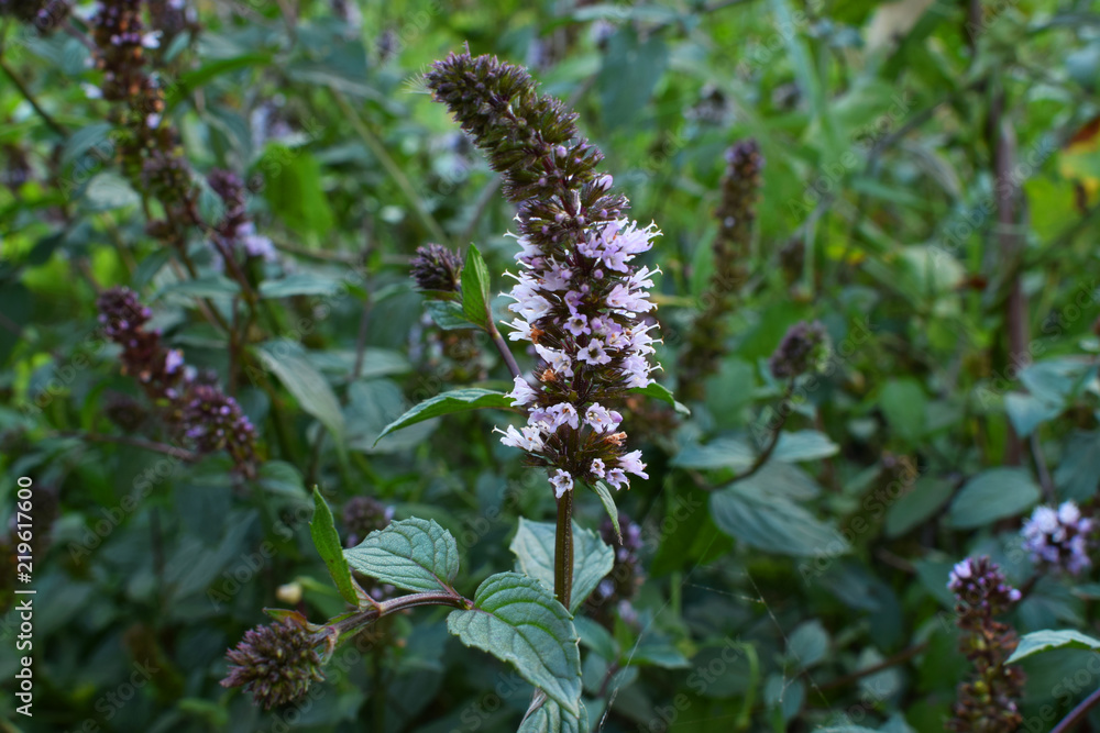 Bautiful green mint multimenta the garden, Summer Bautiful green mint multimenta the garden, Summer