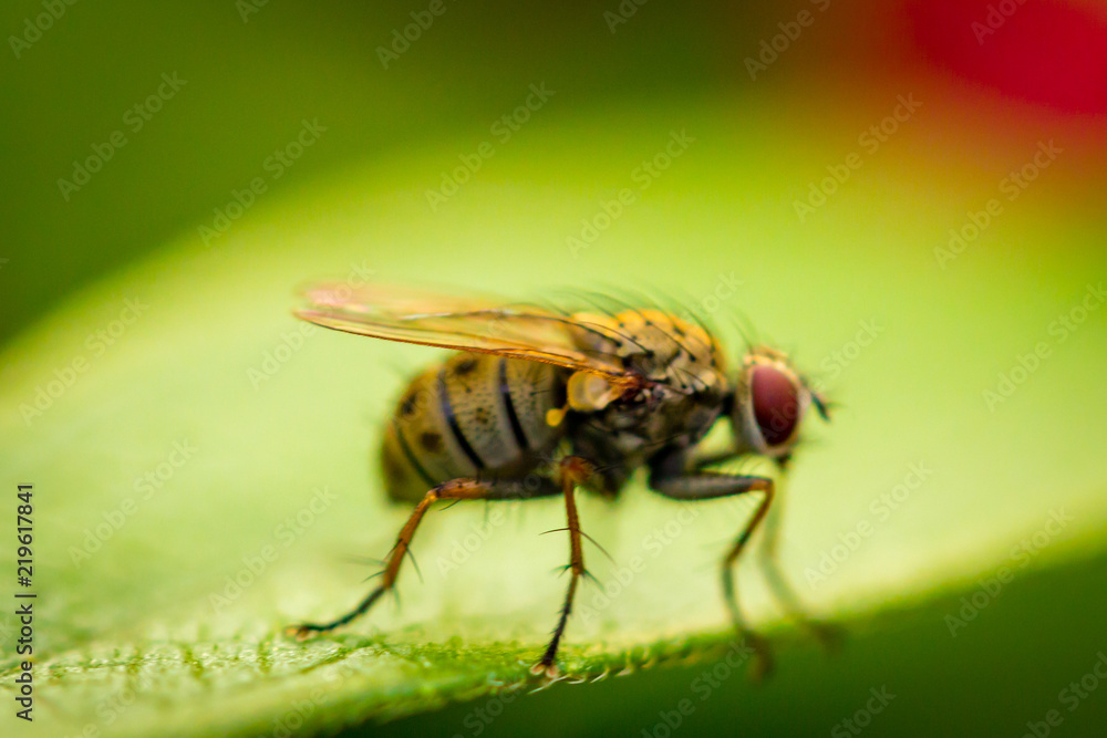 Fly Fly
