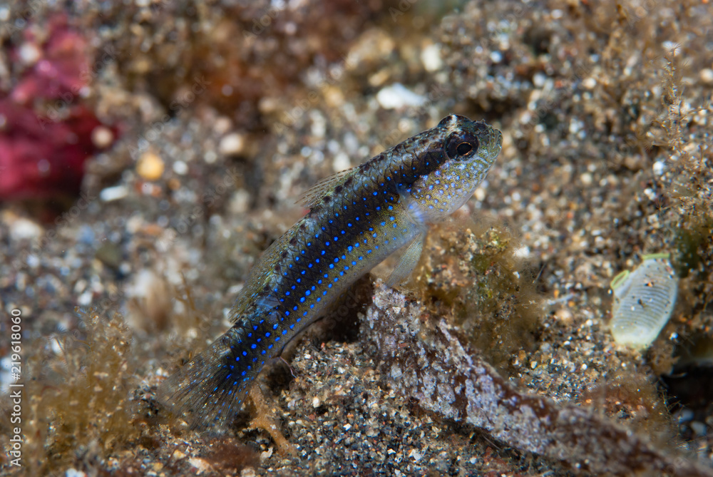 Blue-Spotted Rubble Goby Asterropteryx ensiferus Blue-Spotted Rubble Goby Asterropteryx ensiferus