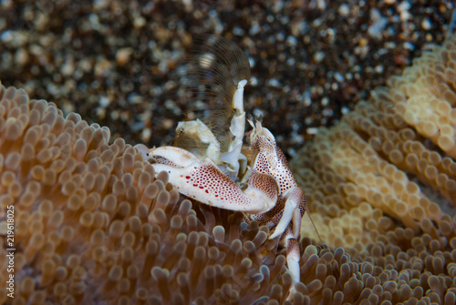 Porcelain crab Neopetrolishes oshimai