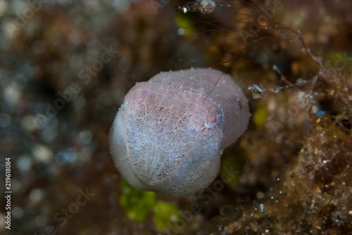 Tropical Cuttlefish Sepia bandensis photo