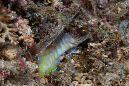 Yellowbarred Jawfish Opisthognatus sp.