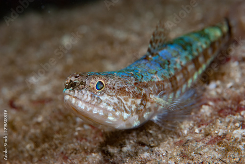 Reef lizardfish Synodus variegatus