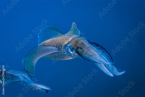 Reef squid Sepioteuthis lessoniana photo