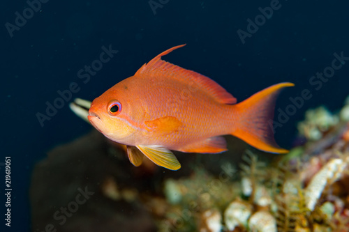 Squarespot Anthias Pseudanthias pleurotaenia