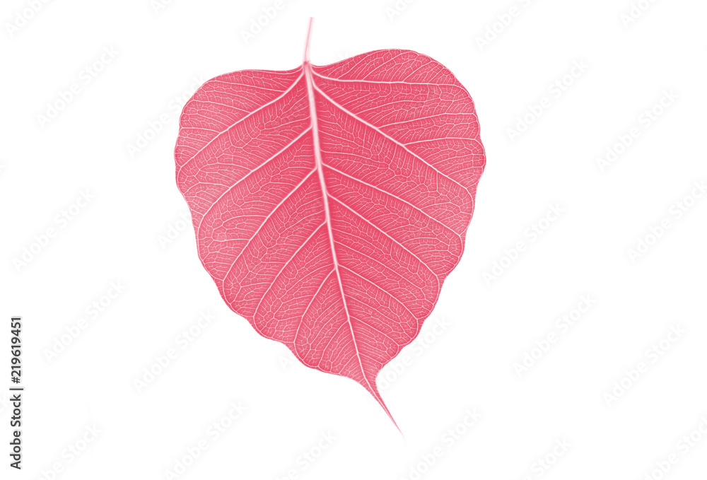 Naklejka premium Sacred fig leaf (Ficus religiosa L. , Pipal Tree, Bohhi Tree, Bo Tree, Peepul ) on white background,processed in red tone.