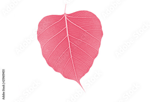 Sacred fig leaf (Ficus religiosa L. , Pipal Tree, Bohhi Tree, Bo Tree, Peepul )  on white background,processed in red tone. photo