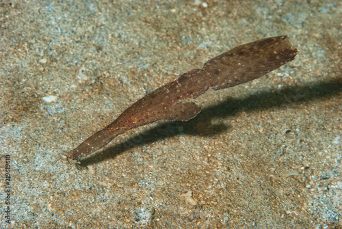Robust ghost pipefish Solenostomus cyanopterus