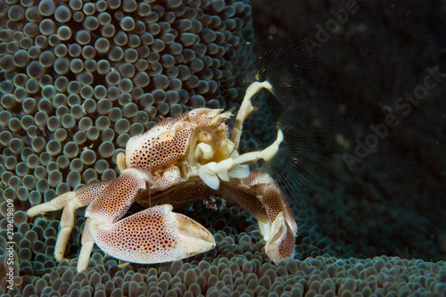 Porcelain crab Neopetrolishes oshimai photo