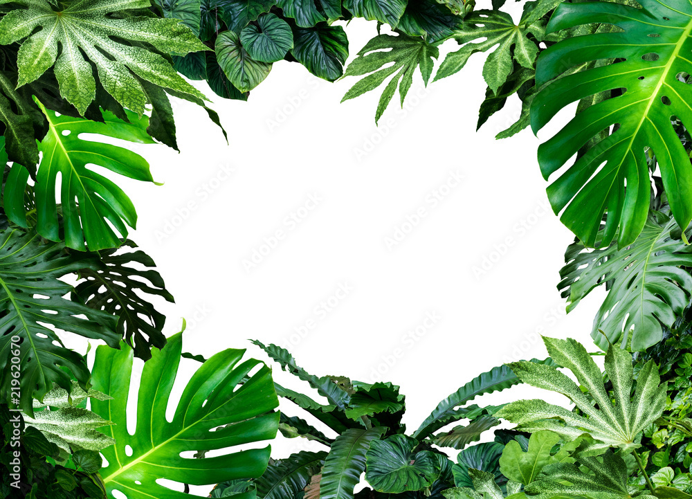 Tropical green leaves frame floral plant  monstera isolated  background 