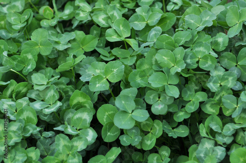 Spring crops of a young clover
