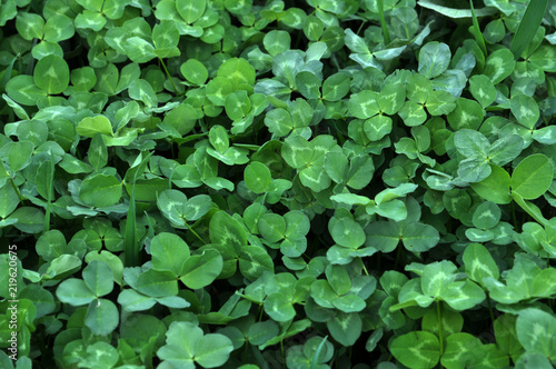 Wallpaper Mural Spring crops of a young clover Torontodigital.ca