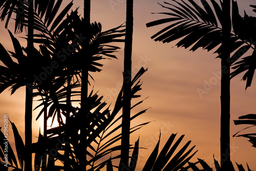 Sunset with tree leaves