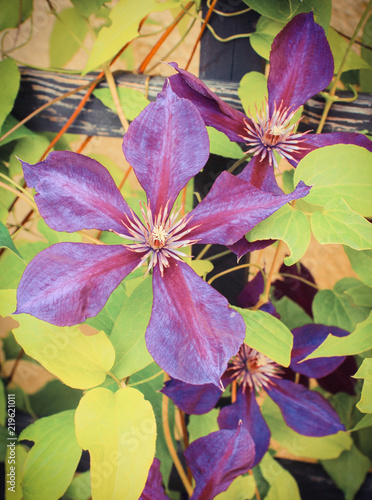 Blooming clematis with green leaves in sunny garden