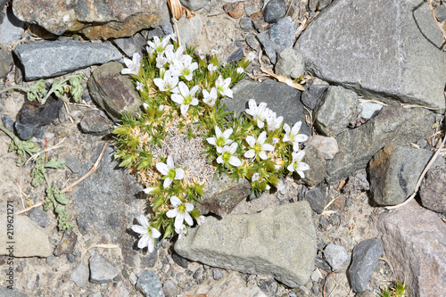 Arenaria bryophylla in the mountains of Tibet at an altitude of about 5000 meters above sea level