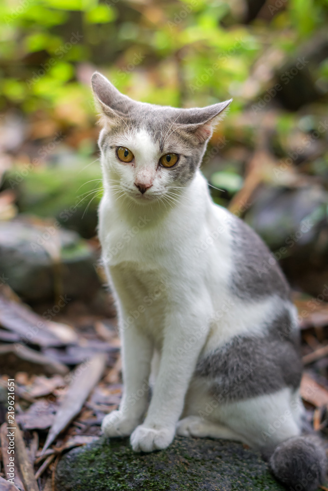 Cat pose portrait in forrest wild jungle Cat pose portrait in forrest wild jungle