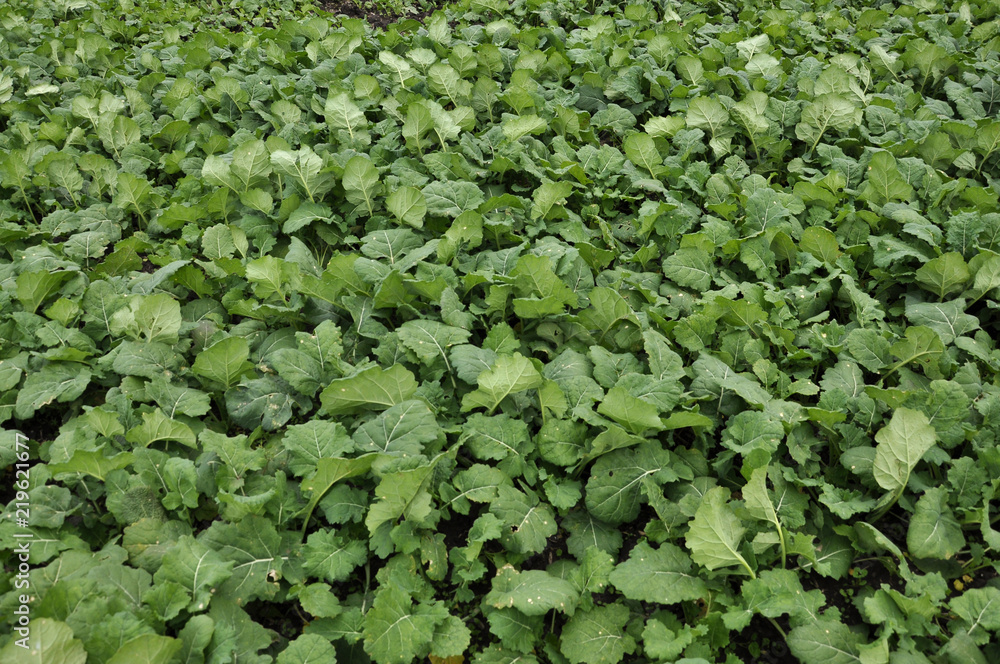 In the autumn field grows winter rape In the autumn field grows winter rape