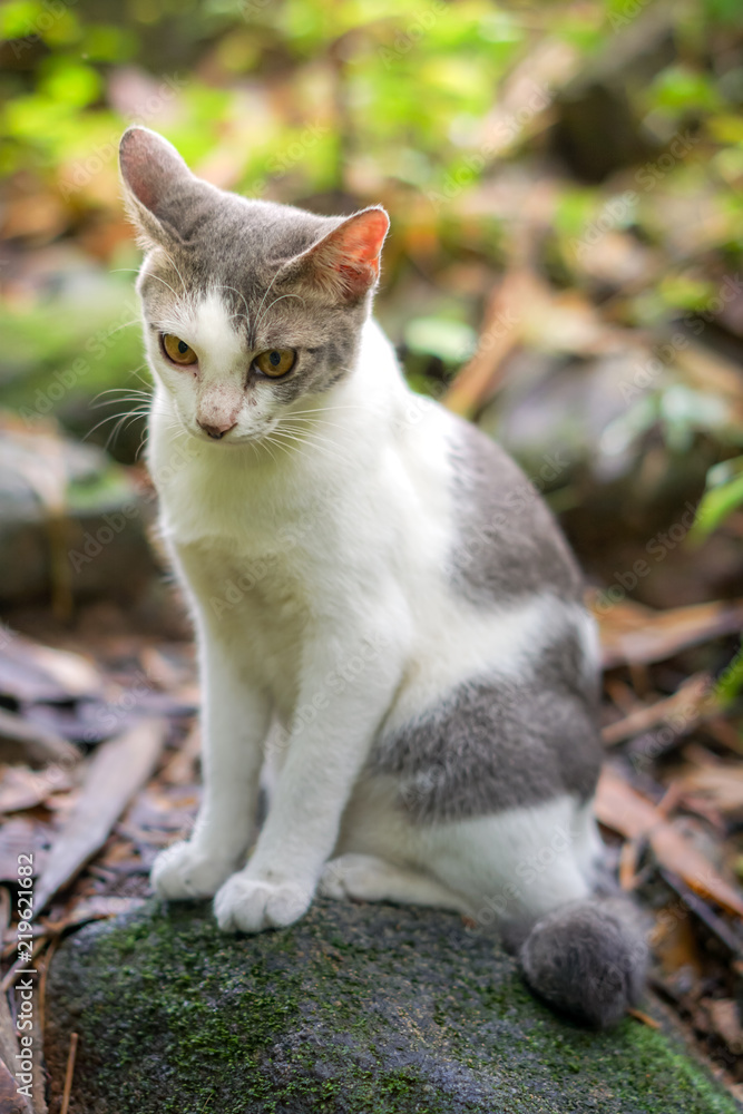 Cat pose portrait in forrest wild jungle Cat pose portrait in forrest wild jungle