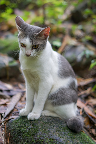Cat pose portrait in forrest wild jungle © Thanunchakorn