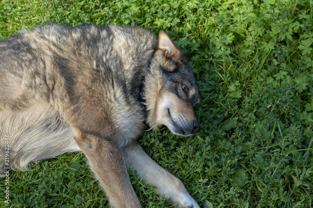 Obraz premium Dog lying on grass