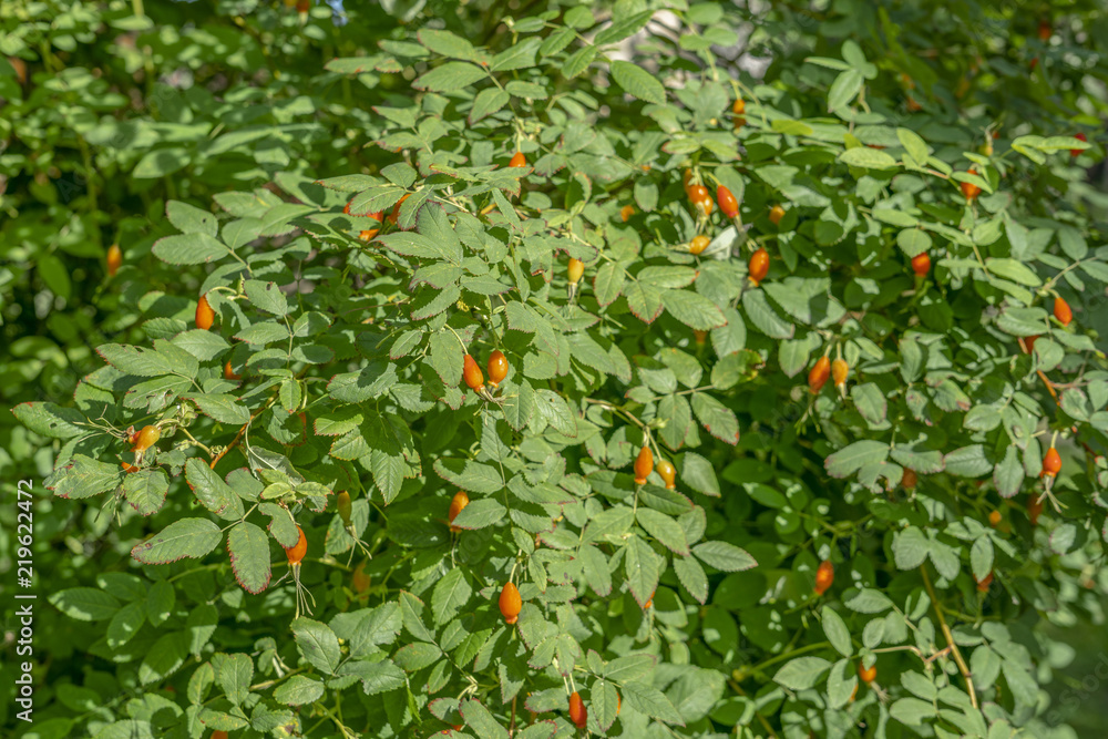 Rosehips; dog rose, rosa canina, fruit