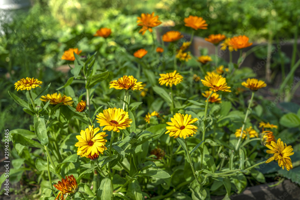Panorama of orange and yellow garden flowers. 