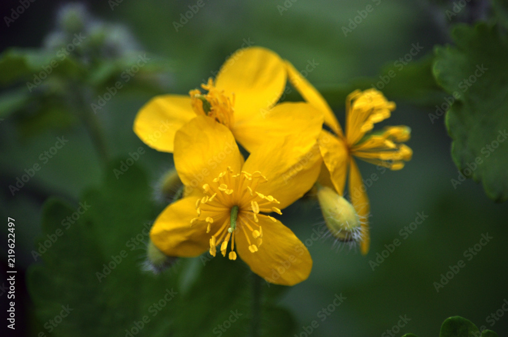 Chelidonium majus - wild weeds Chelidonium majus - wild weeds