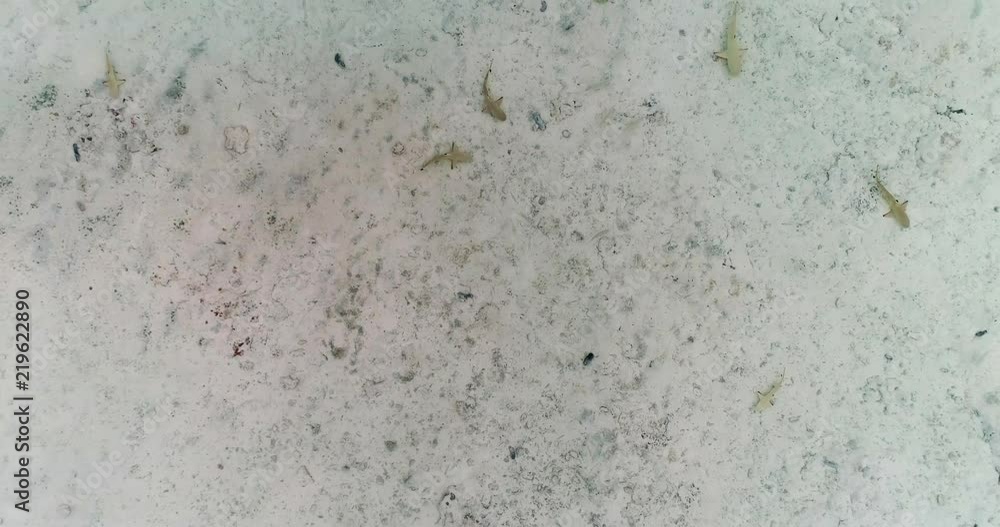 shark nursery in aerial view