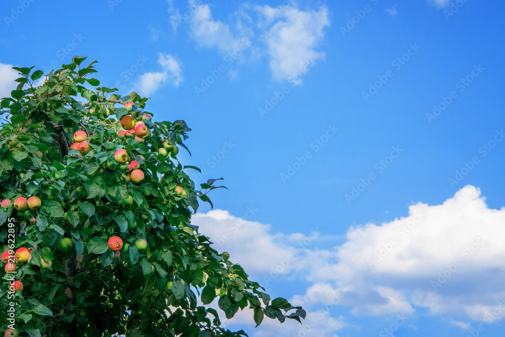 apple orchard. mature red apples pouring out in the garden. on blue sky background. copy space. apple orchard. mature red apples pouring out in the garden. on blue sky background. copy space.