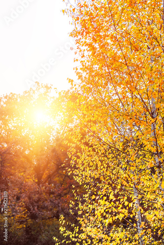 Yellowed birch and oak in the suns rays, autumn nature landscape