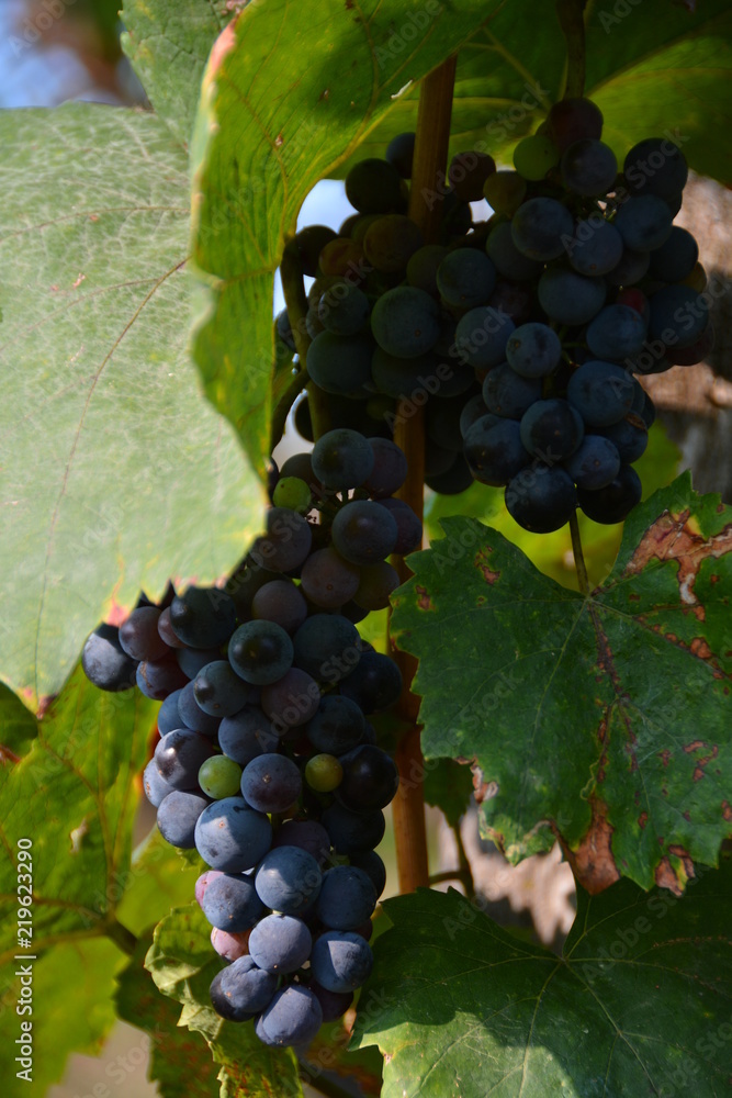 ecological production in the region of Noszvaj, Hungary. Grapes, apples, pears. ecological production in the region of Noszvaj, Hungary. Grapes, apples, pears.