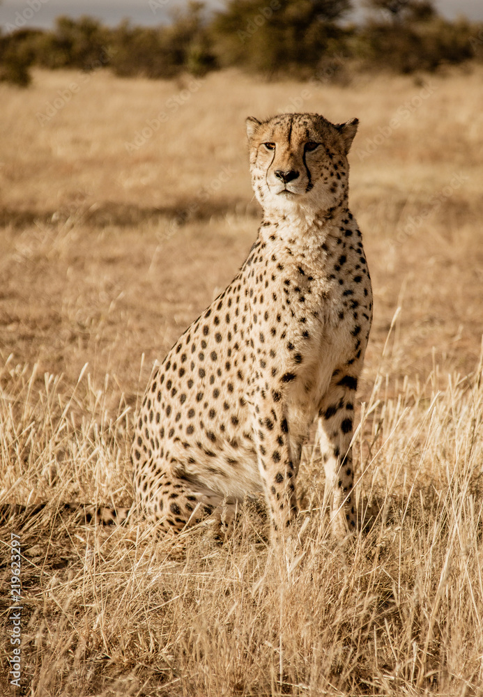 Adult cheetah sits up scans his surroundings Adult cheetah sits up scans his surroundings