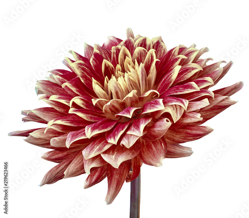 Fototapeta Naklejka Na Ścianę i Meble -  burgundy cream dahlia flower isolated on a white  background. Close-up. Flower bud on a green stem. Nature.