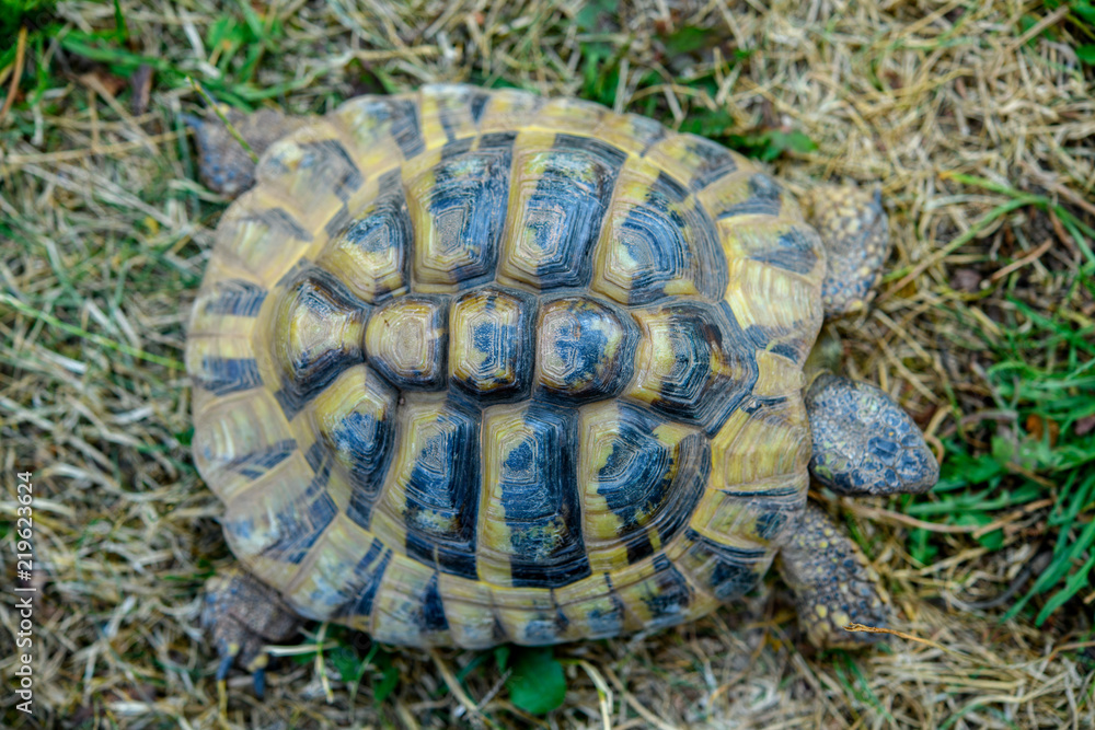 turtle in front of white background turtle in front of white background