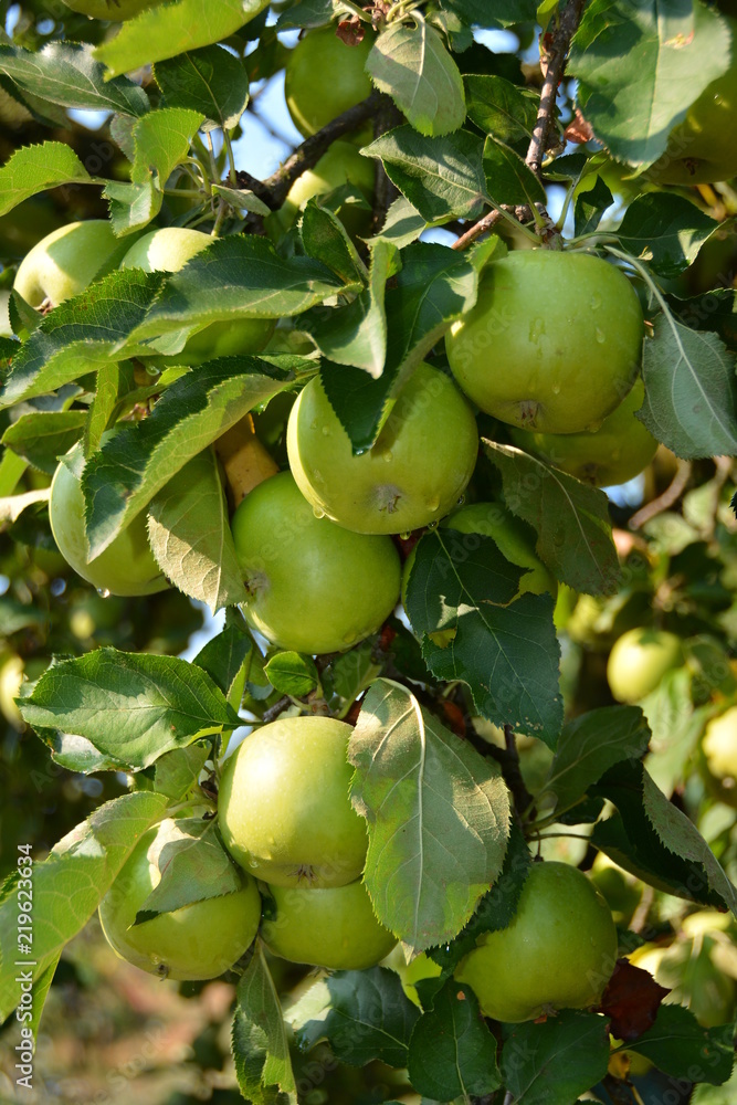 Apple,, ecological production in the region of Noszvaj, Hungary. Grapes, apples, pears. Apple,, ecological production in the region of Noszvaj, Hungary. Grapes, apples, pears.