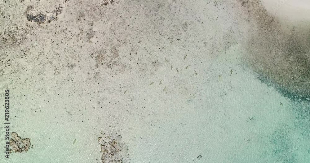 shark nursery in aerial view shark nursery in aerial view