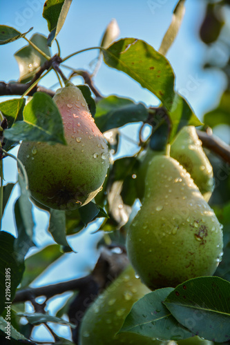 Pear. Ecological production in the region of Noszvaj, Hungary. Grapes, apples, pears.