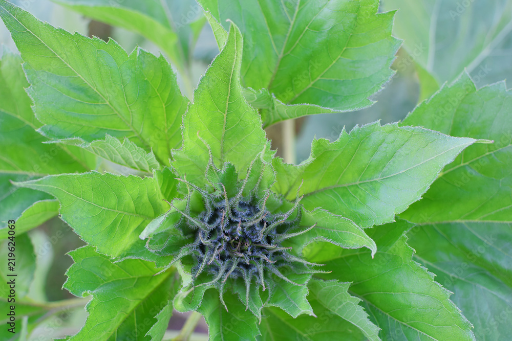 Growing sunflower plant Helianthus annuus with green leaves and unblown flower bud in middle closeup top view. Growing sunflower plant Helianthus annuus with green leaves and unblown flower bud in middle closeup top view.