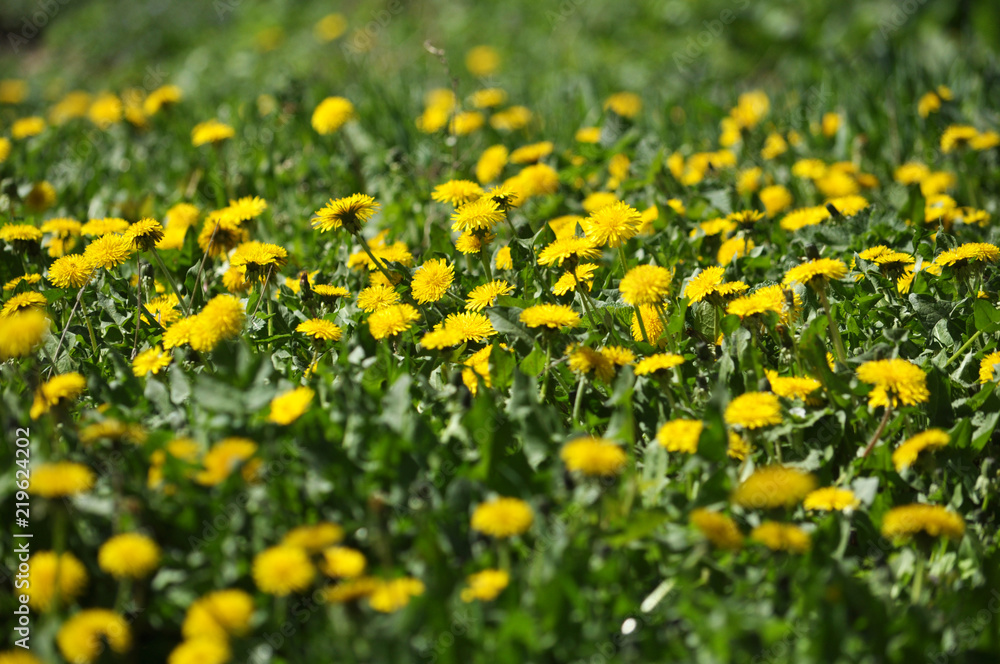 Obraz premium Dandelion that grows in nature